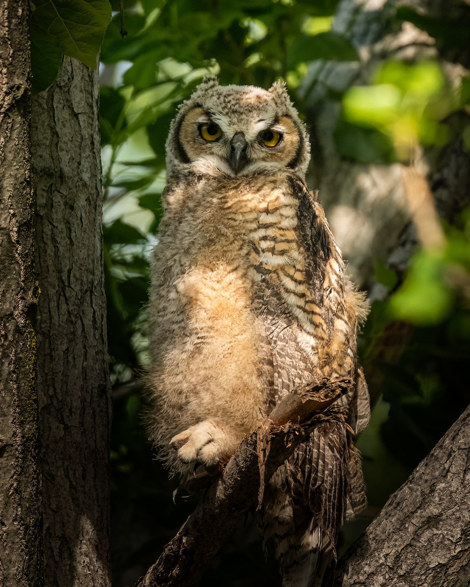 Great Horned Owl - ML618675471