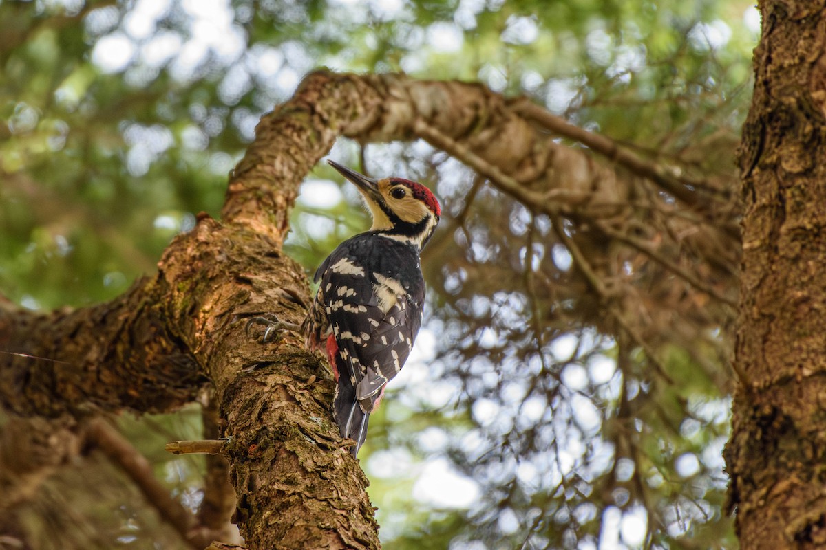 White-backed Woodpecker - ML618675474