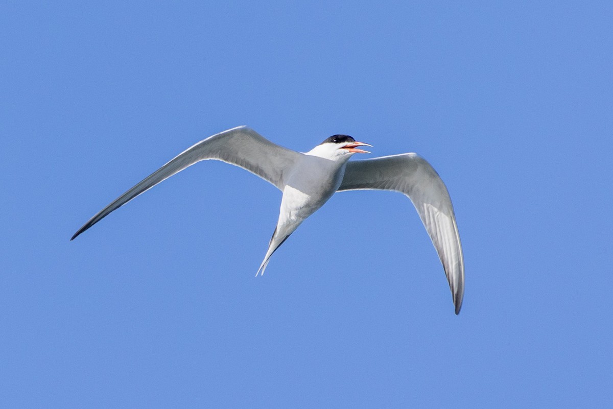 Common Tern - ML618675479