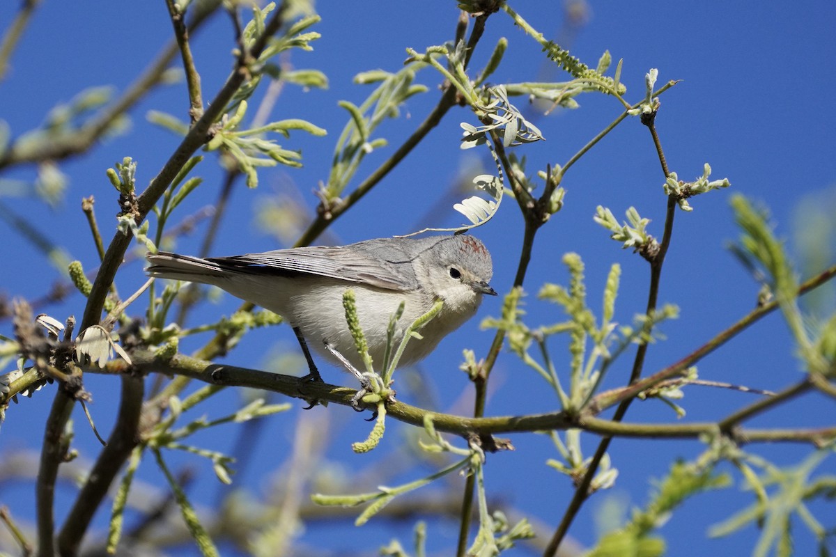 Lucy's Warbler - Charles Morano