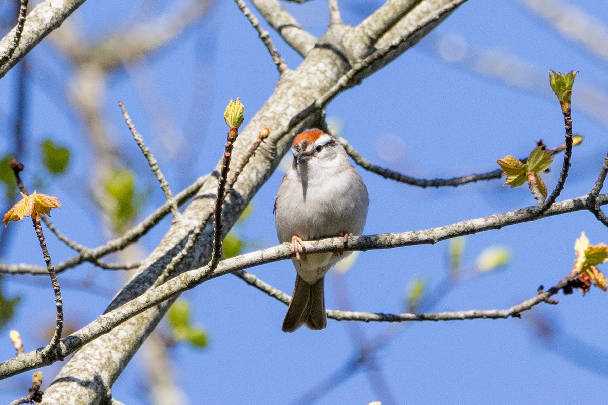 Chipping Sparrow - ML618675517