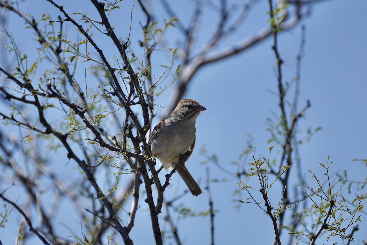 Rufous-winged Sparrow - ML618675530