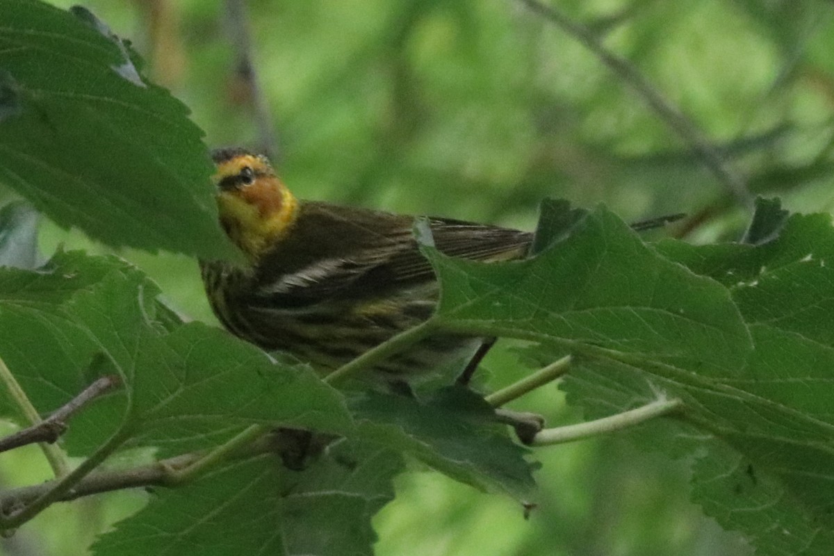 Cape May Warbler - ML618675536