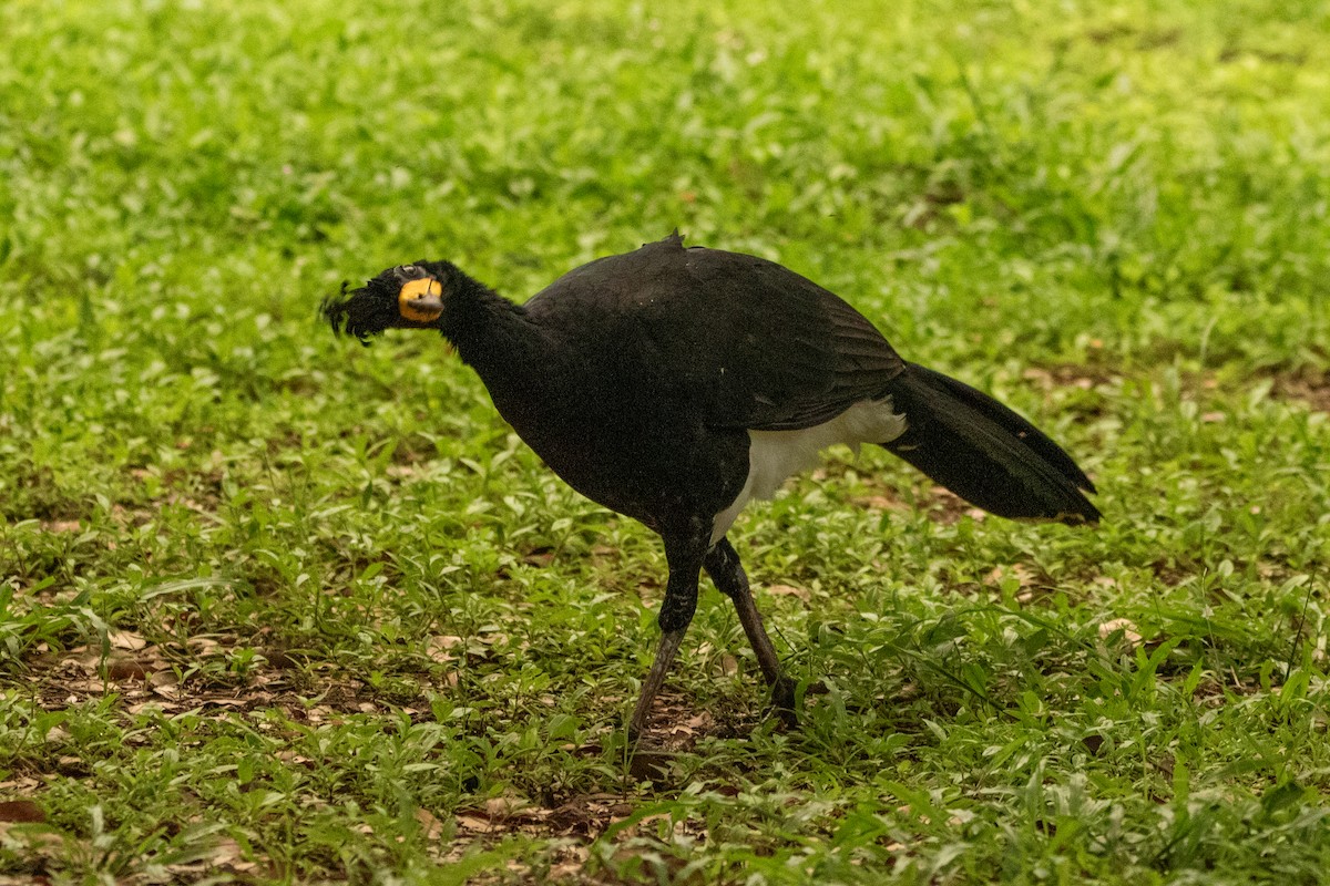 Bare-faced Curassow - ML618675544