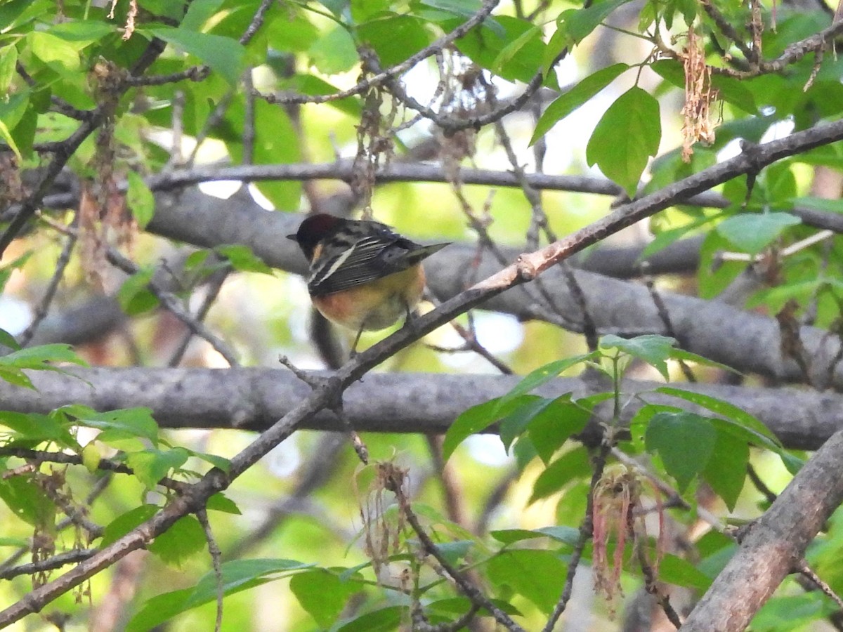Bay-breasted Warbler - ML618675567