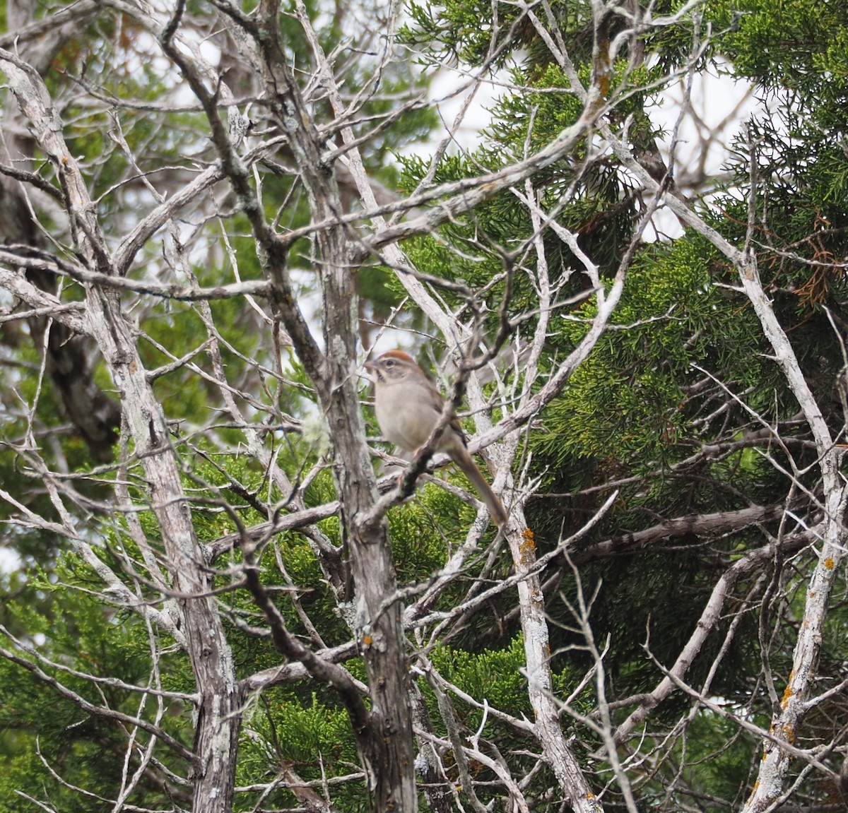 Rufous-crowned Sparrow - Doray Lendacky