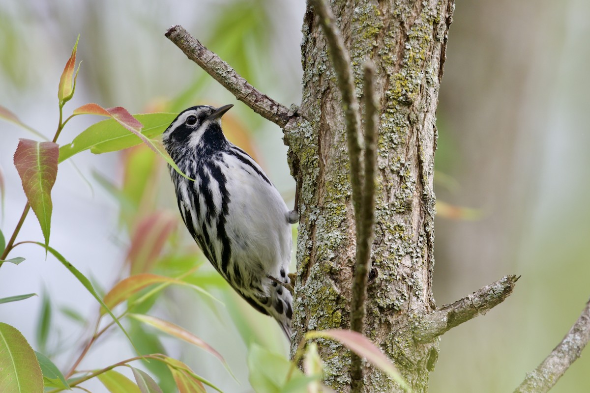Black-and-white Warbler - ML618675592
