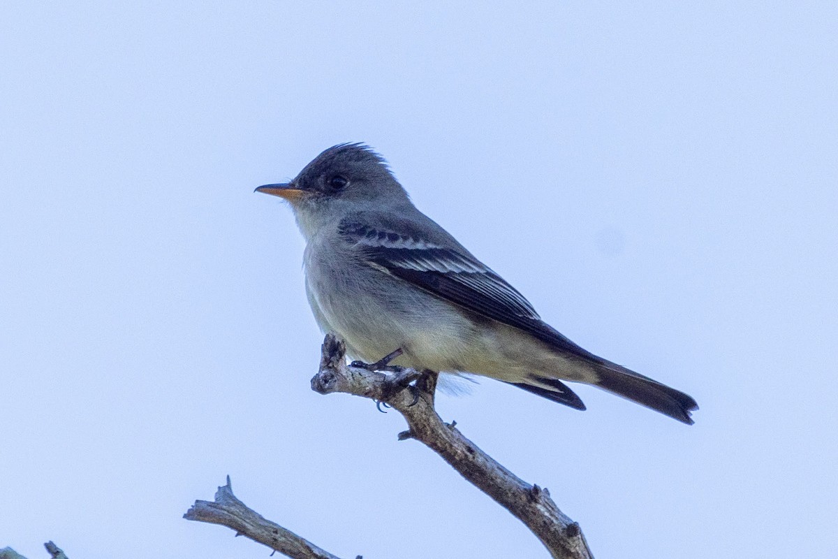 Eastern Wood-Pewee - Stinky Bird
