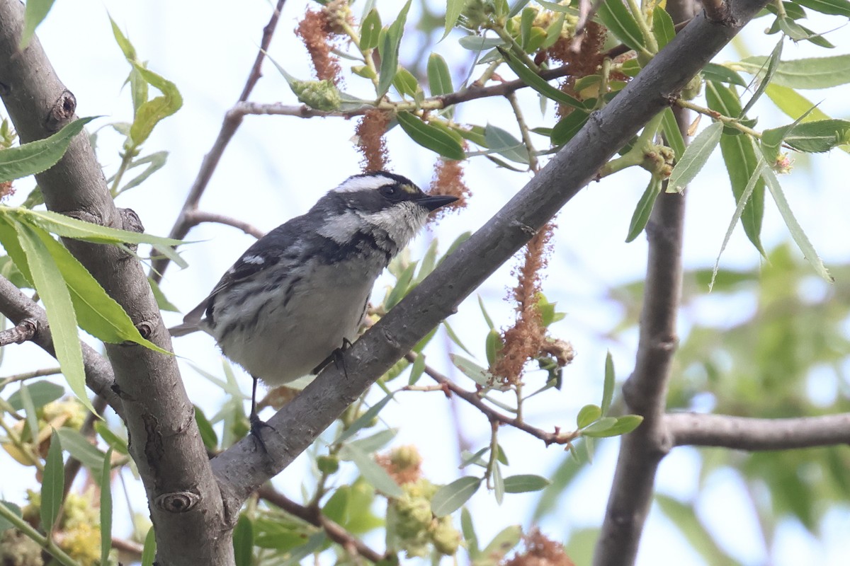 Black-throated Gray Warbler - ML618675668