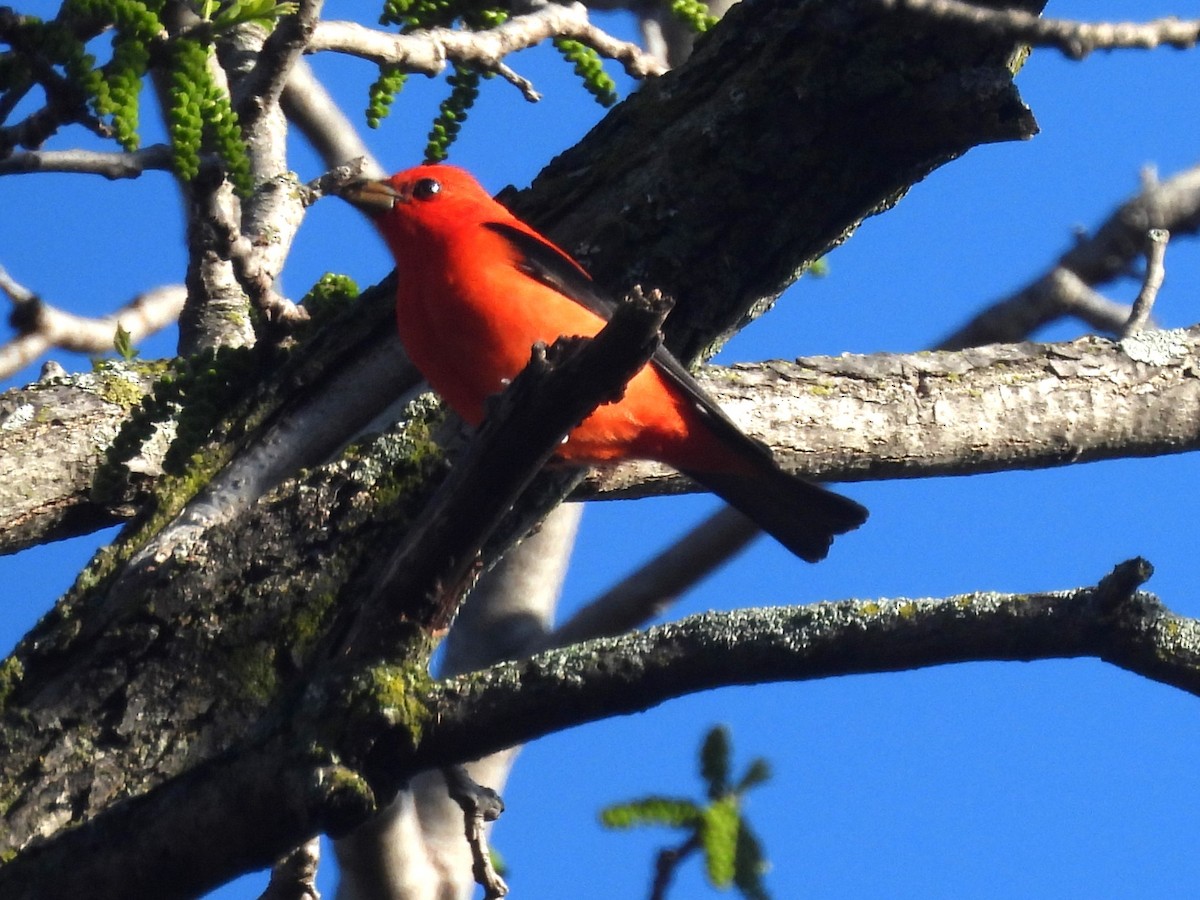 Scarlet Tanager - ML618675700