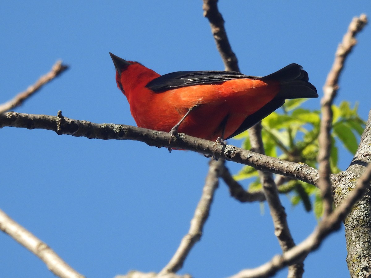 Scarlet Tanager - ML618675701
