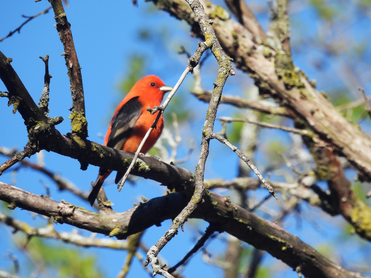 Scarlet Tanager - ML618675702