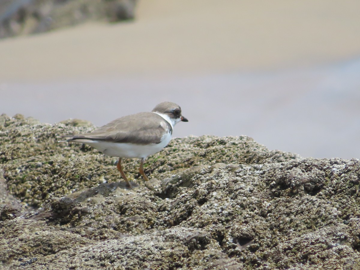 Semipalmated Plover - ML618675717