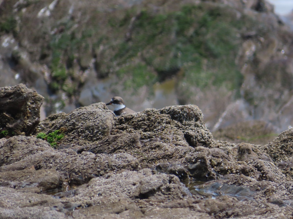 Semipalmated Plover - ML618675775