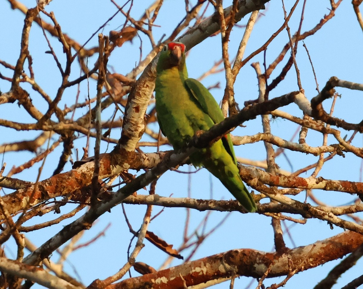 Red-lored Parrot - ML618675778