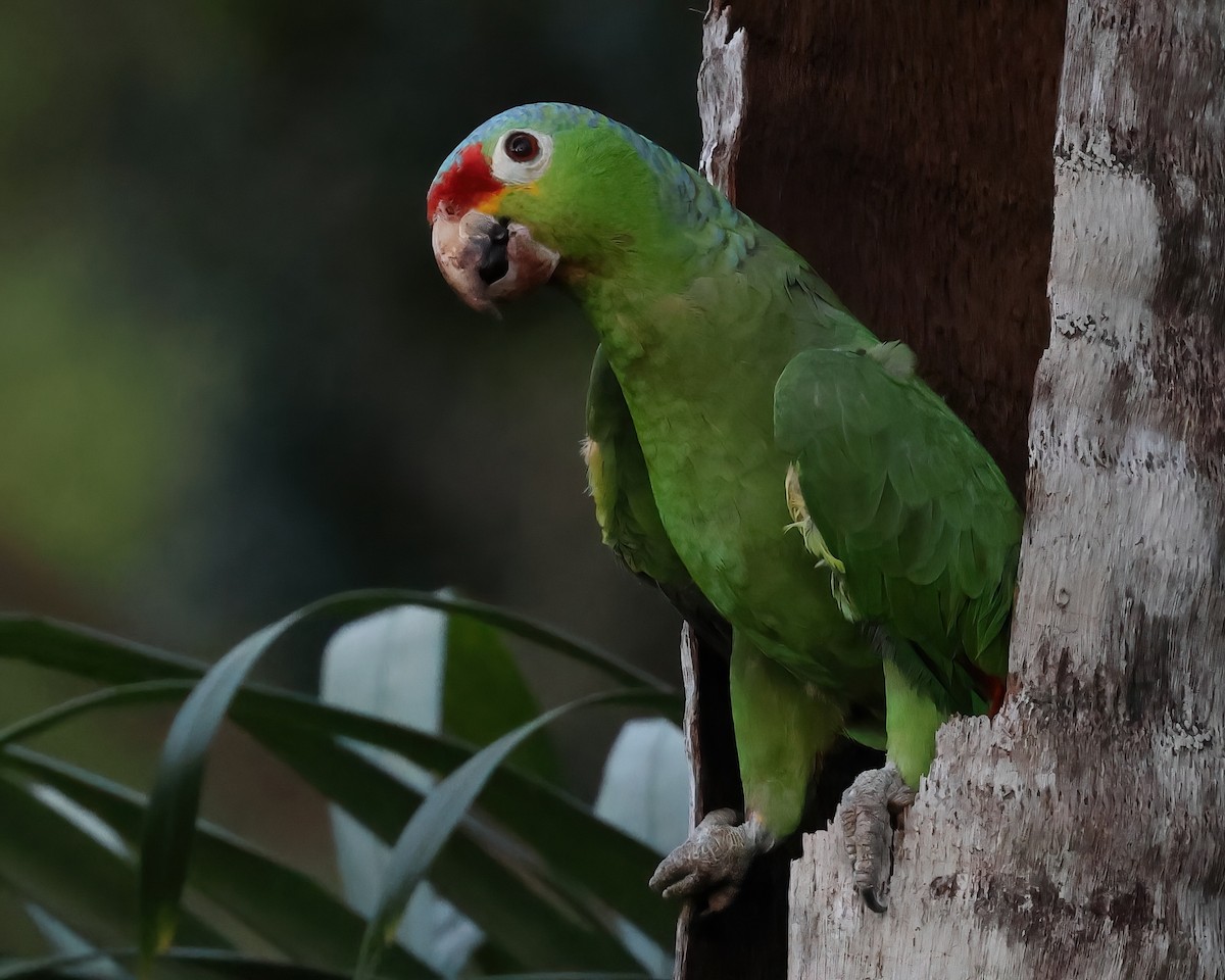 Red-lored Parrot - ML618675788
