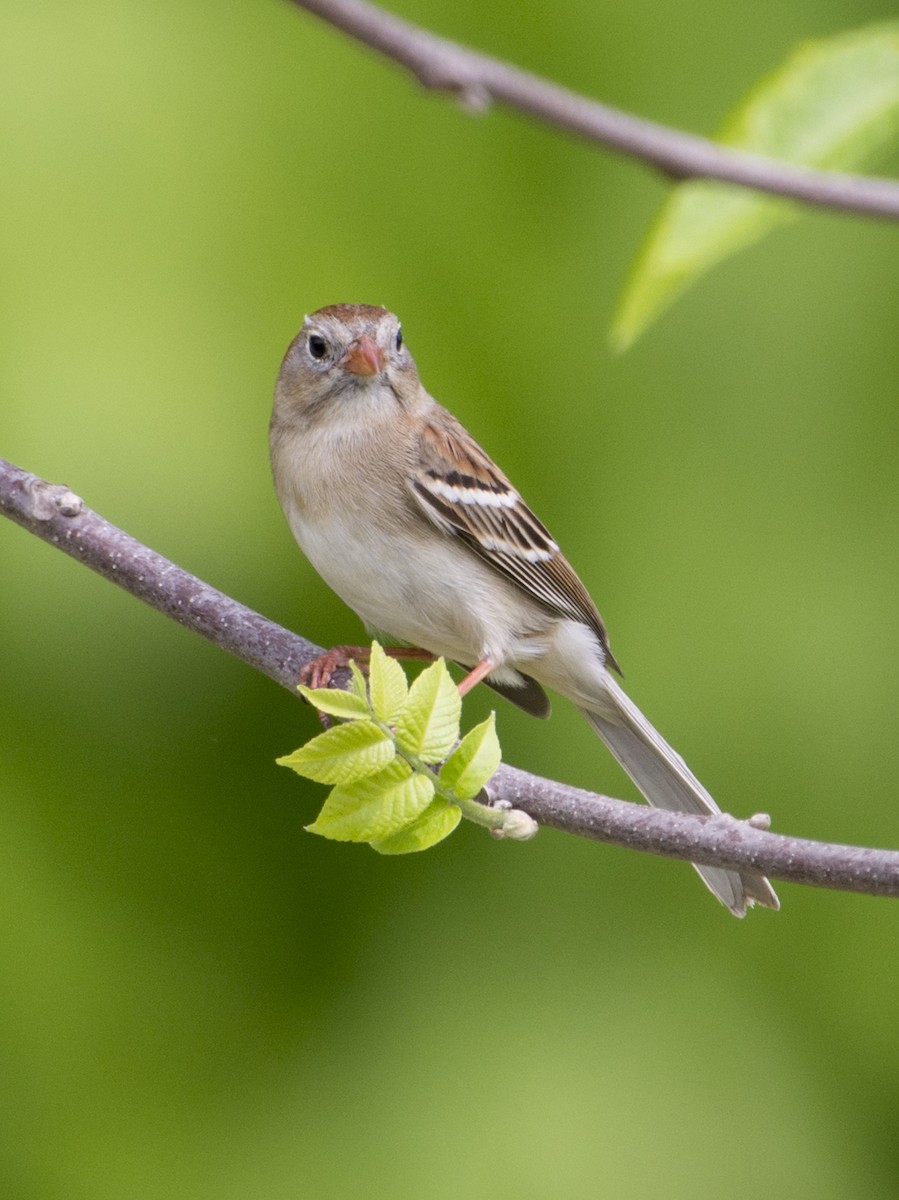 Field Sparrow - ML618675793