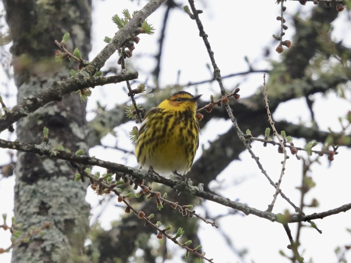 Cape May Warbler - ML618675795