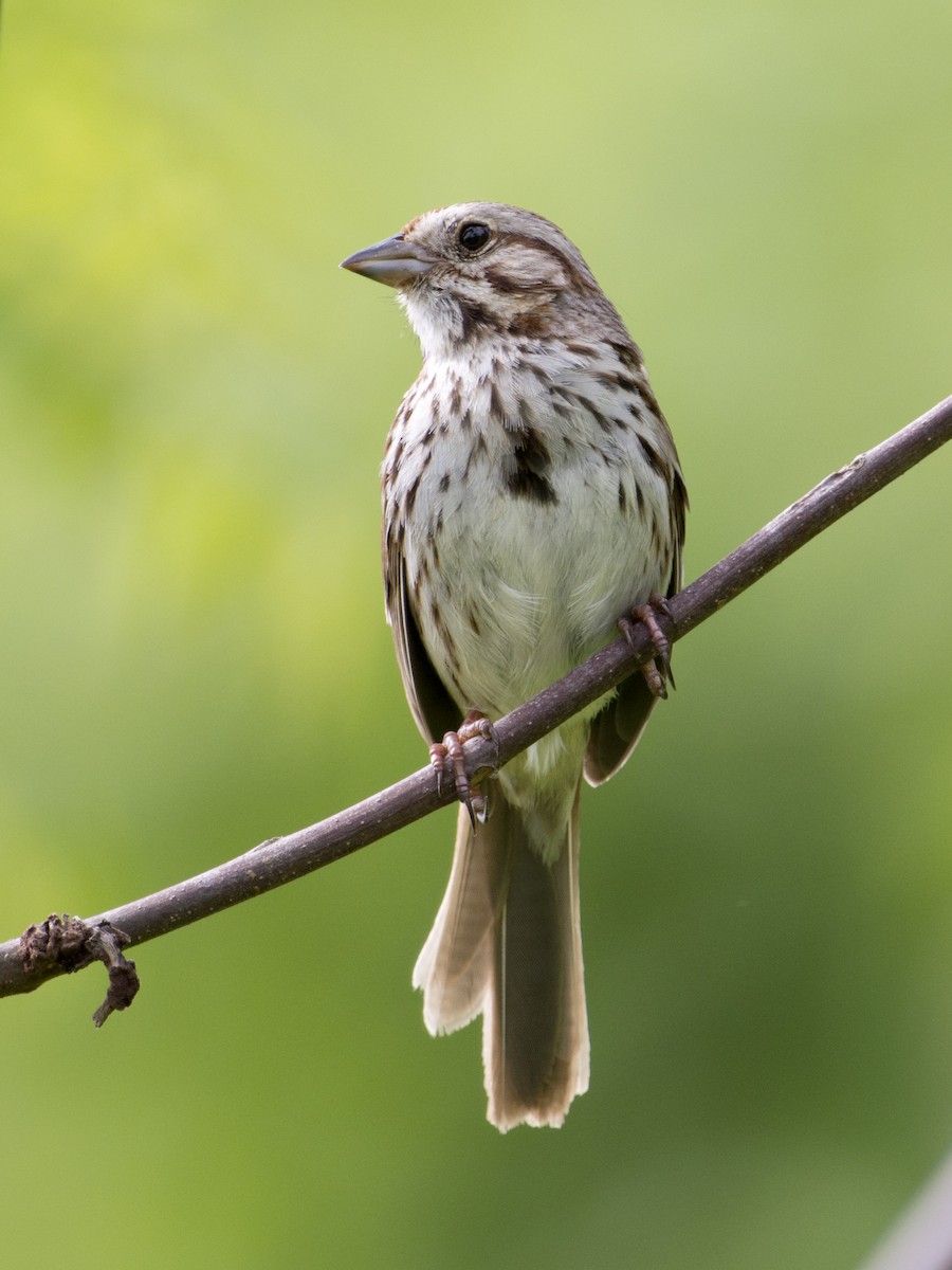 Song Sparrow - T C