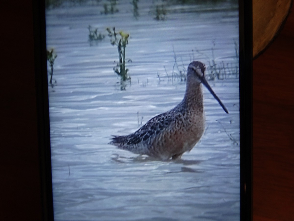 Long-billed Dowitcher - ML618675805