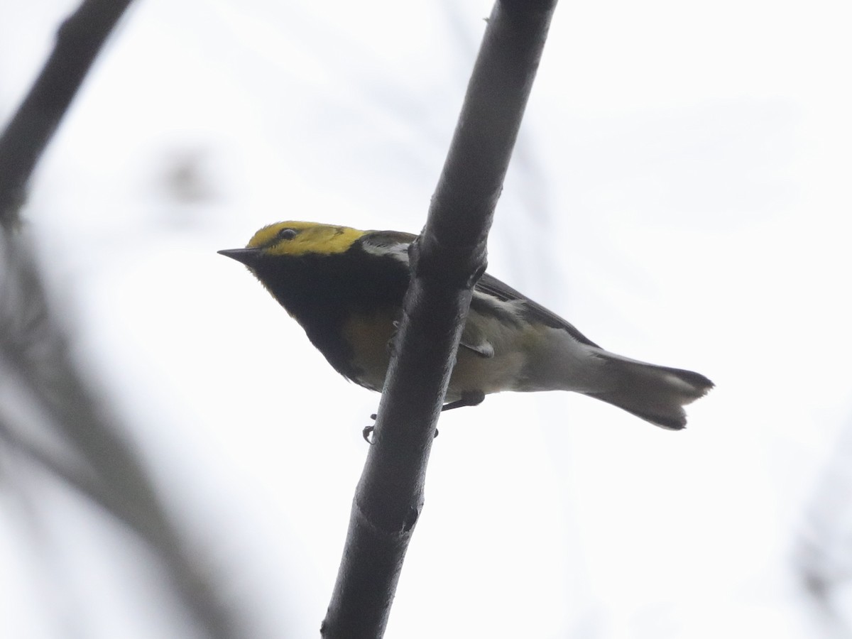 Black-throated Green Warbler - David Wittrock