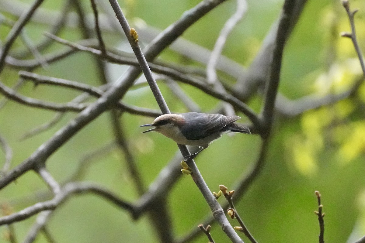 Brown-headed Nuthatch - ML618675820
