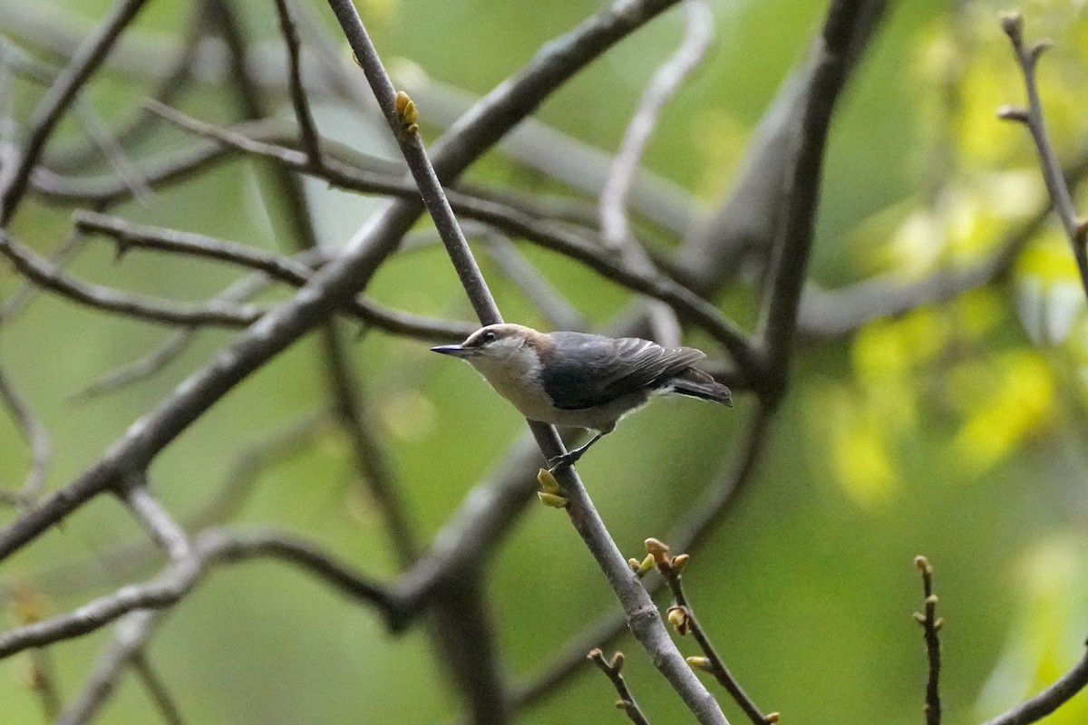 Brown-headed Nuthatch - ML618675821