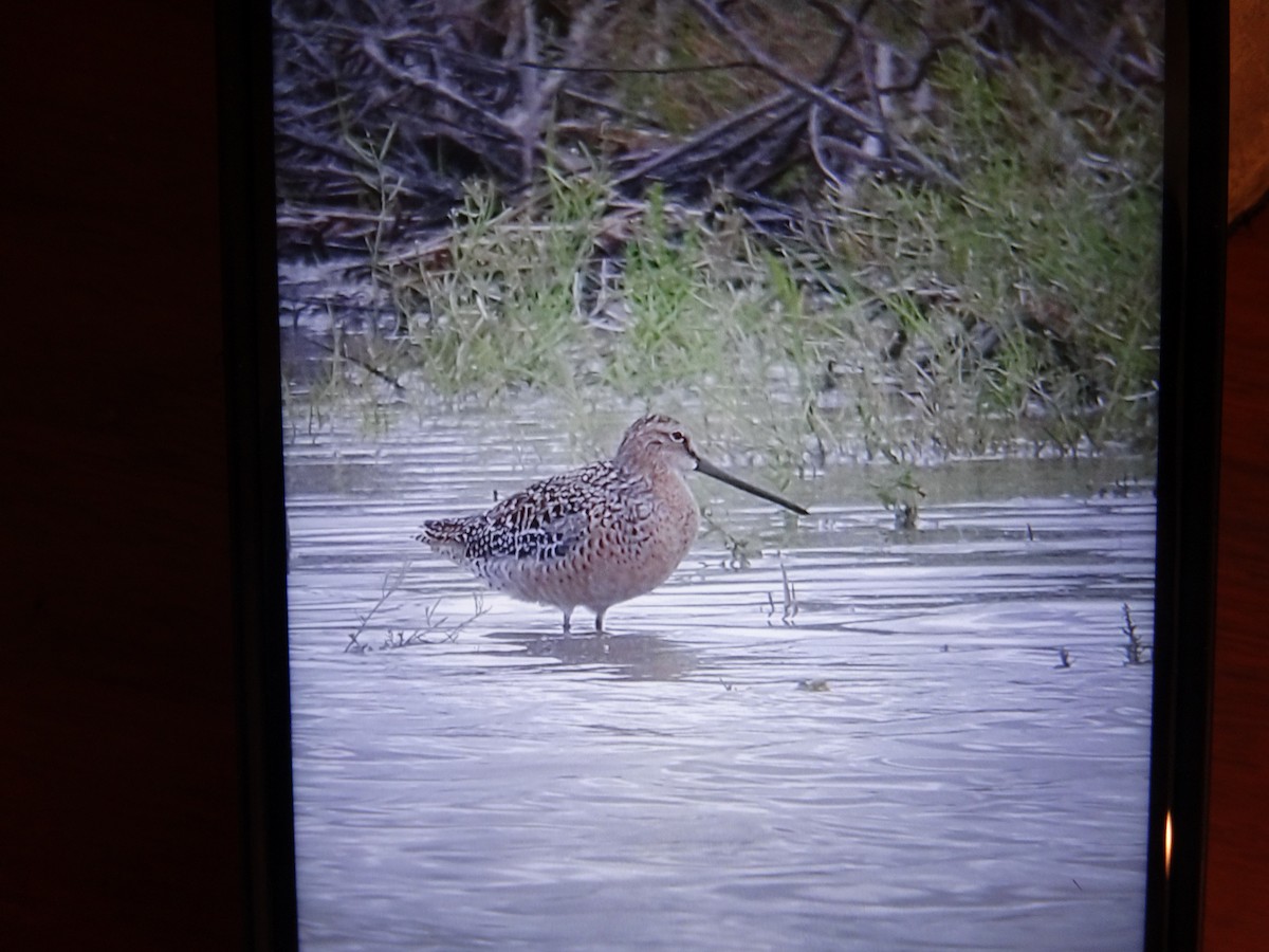 Long-billed Dowitcher - ML618675830