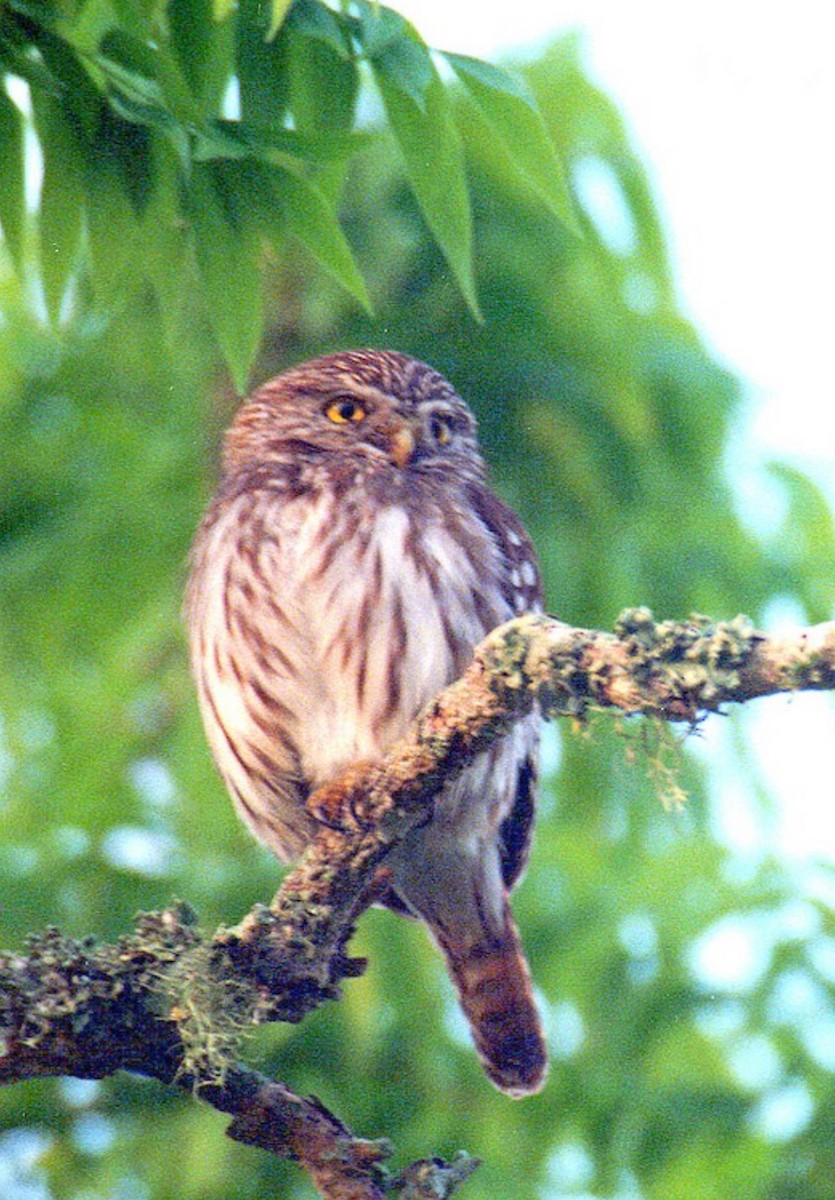 Ferruginous Pygmy-Owl (Ferruginous) - ML618675853