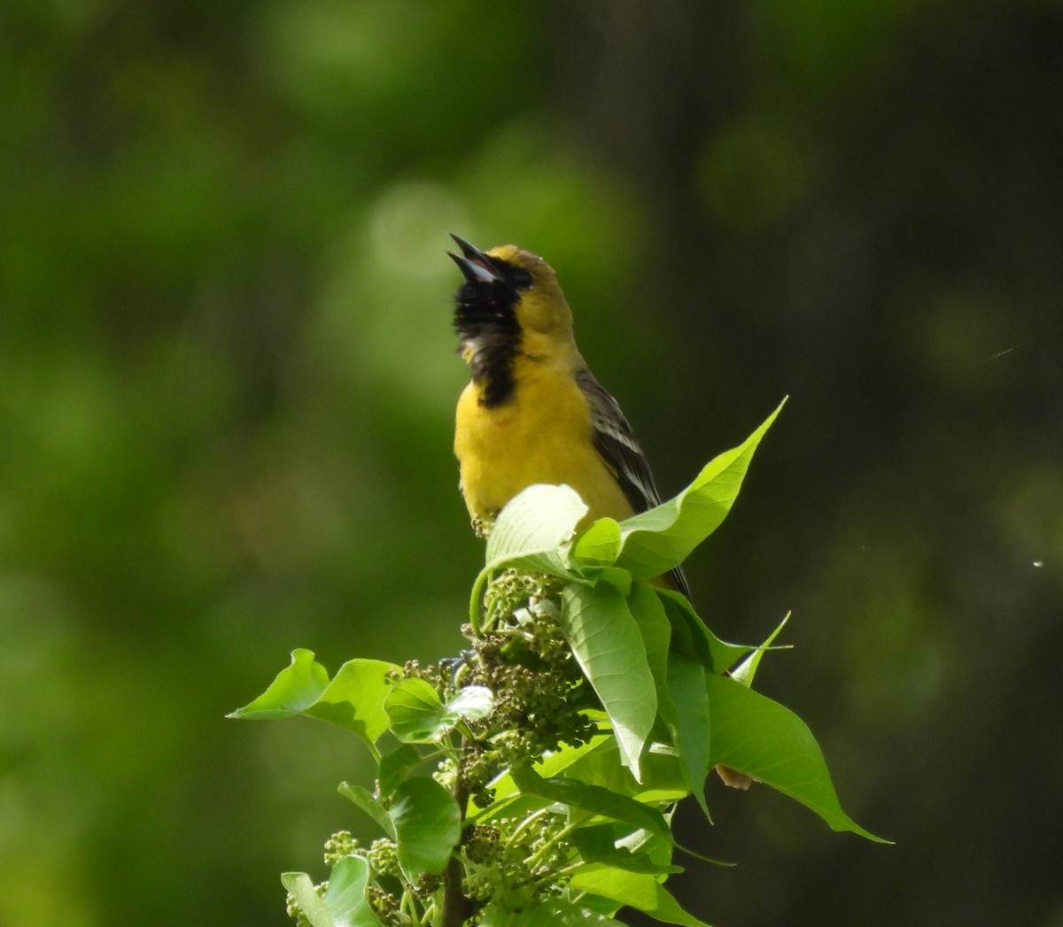 Orchard Oriole - ML618675855