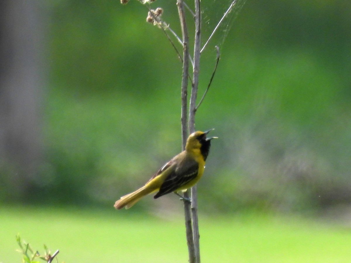 Orchard Oriole - Pat Whittle