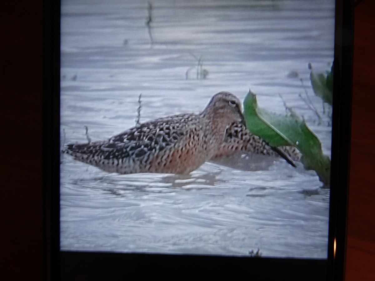 Long-billed Dowitcher - ML618675862