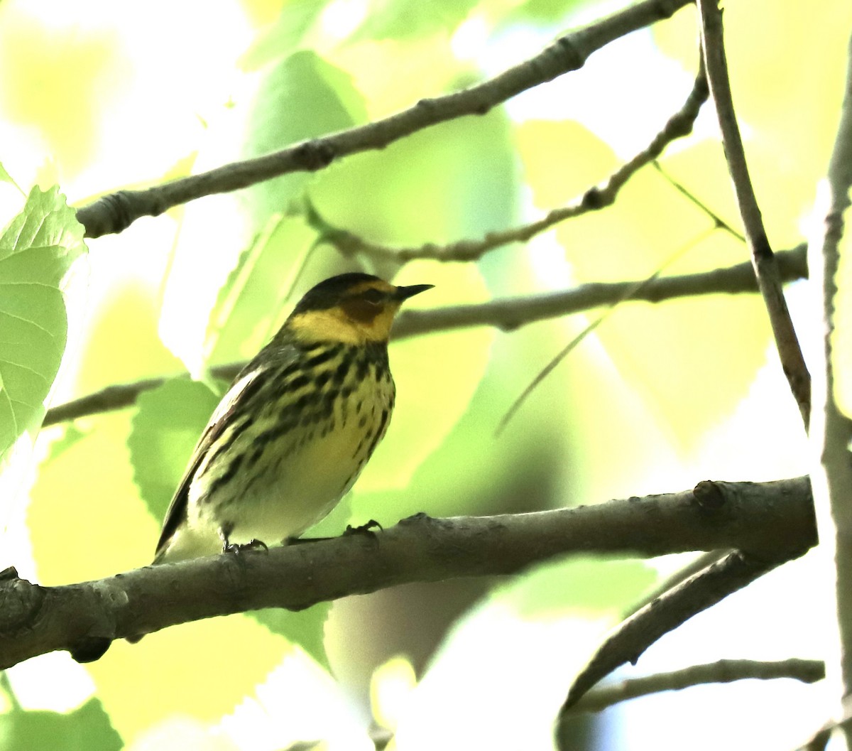 Cape May Warbler - ML618675894