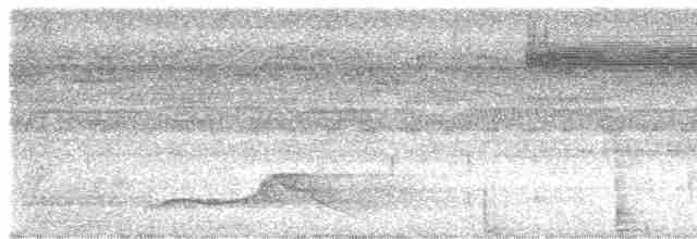 Pauraquenachtschwalbe - ML618675903