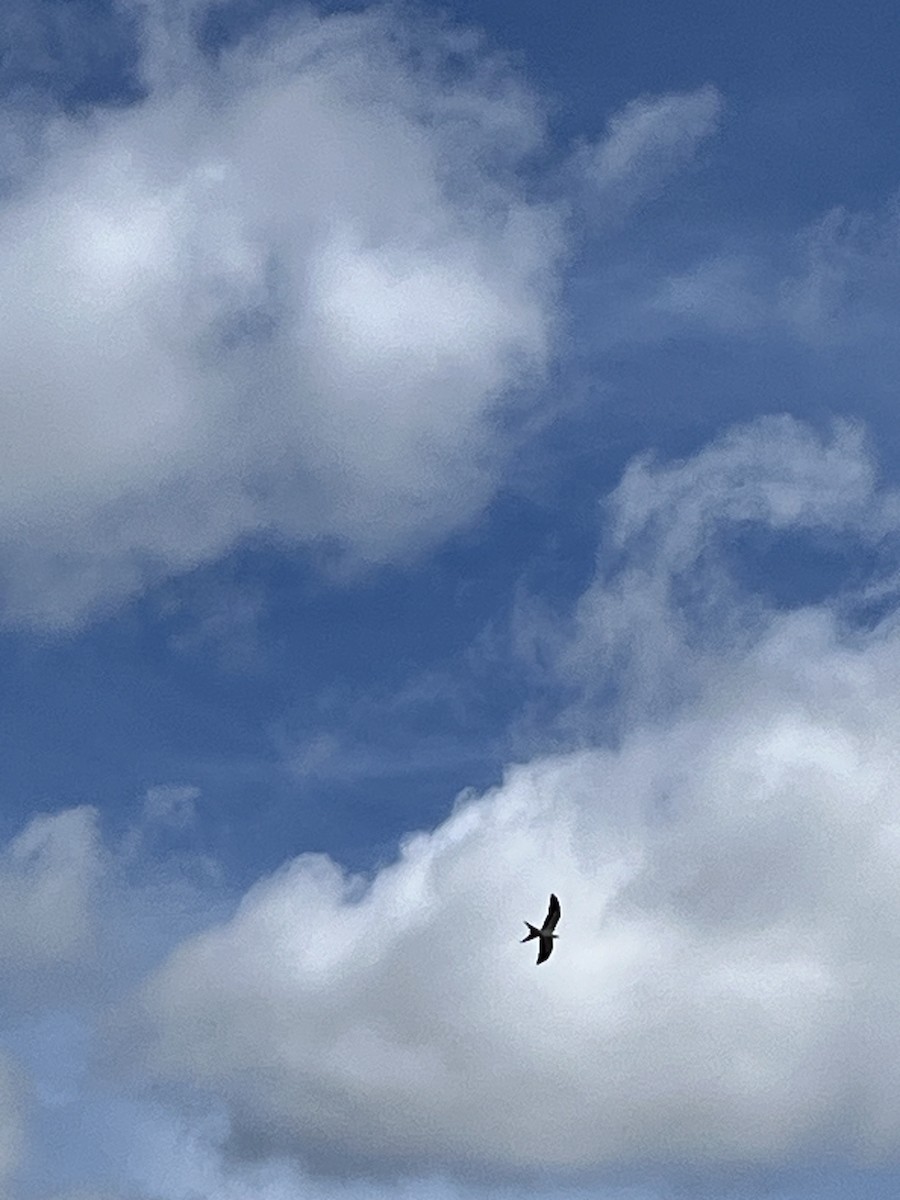Swallow-tailed Kite - ML618675927