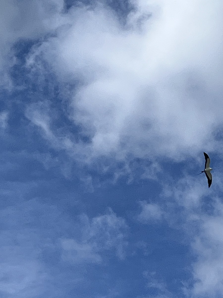 Swallow-tailed Kite - ML618675928