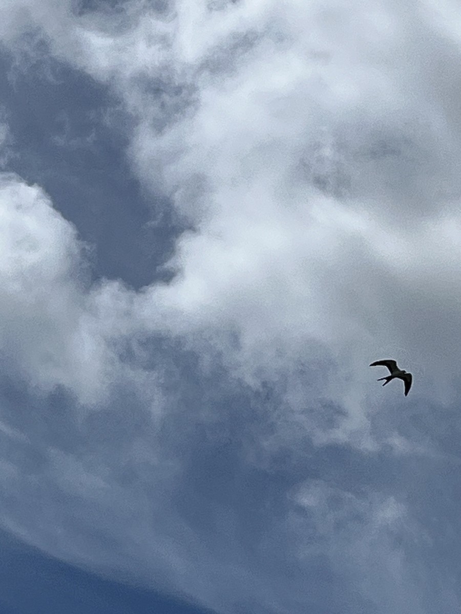 Swallow-tailed Kite - ML618675929
