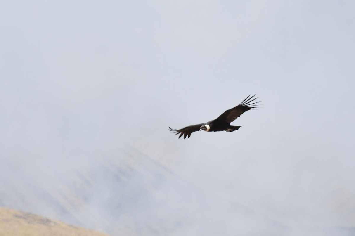 Andean Condor - ML618675931