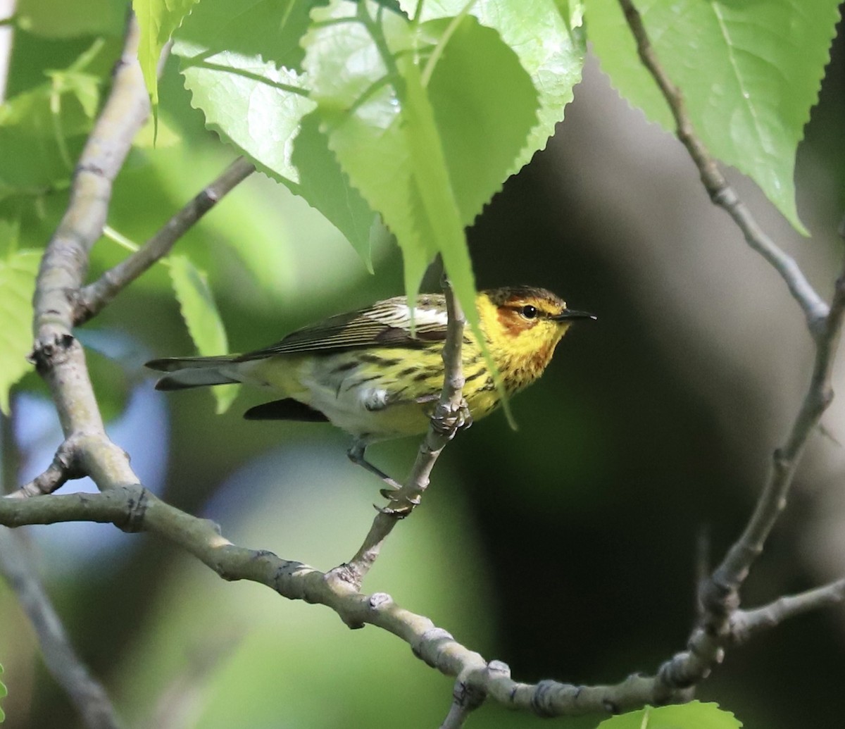 Cape May Warbler - Lenore Charnigo