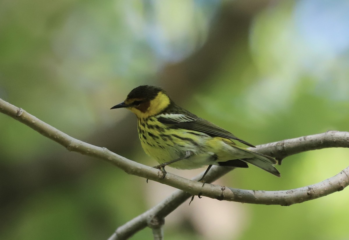 Cape May Warbler - ML618675946