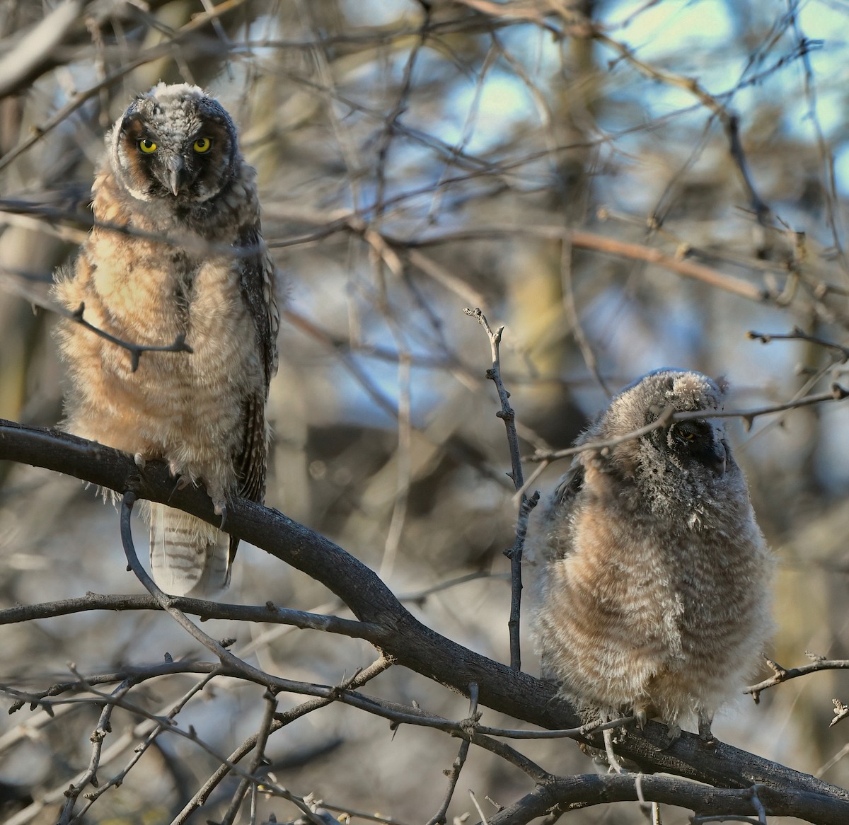 Long-eared Owl - ML618675993
