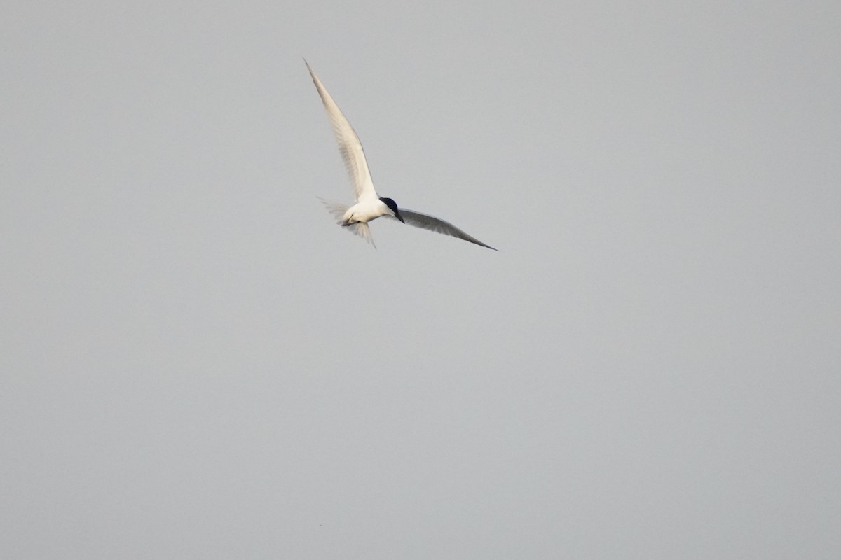 Gull-billed Tern - Charles Morano