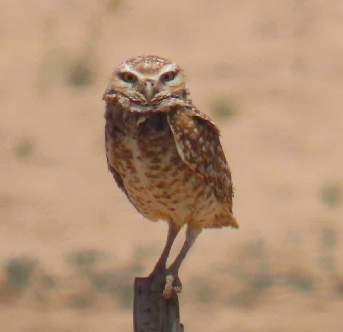 Burrowing Owl - ML618676081