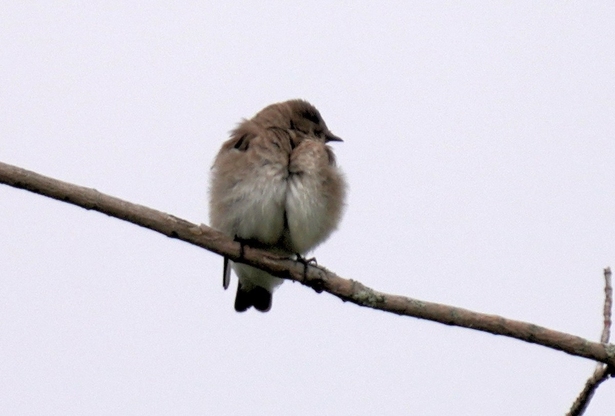 Northern Rough-winged Swallow - ML618676102