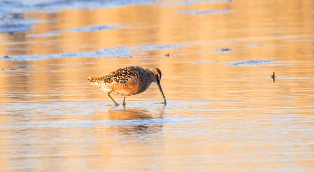 Long-billed Dowitcher - ML618676108