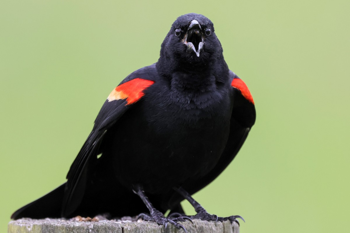 Red-winged Blackbird - ML618676123