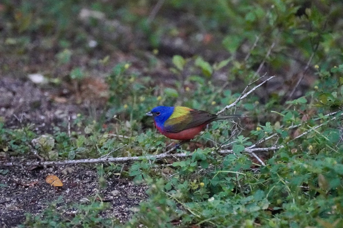 Painted Bunting - ML618676129