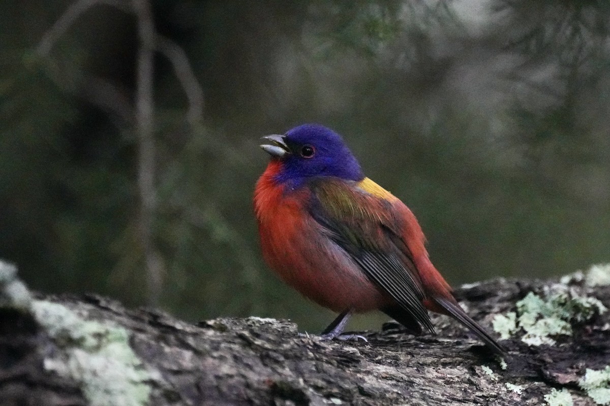 Painted Bunting - ML618676131