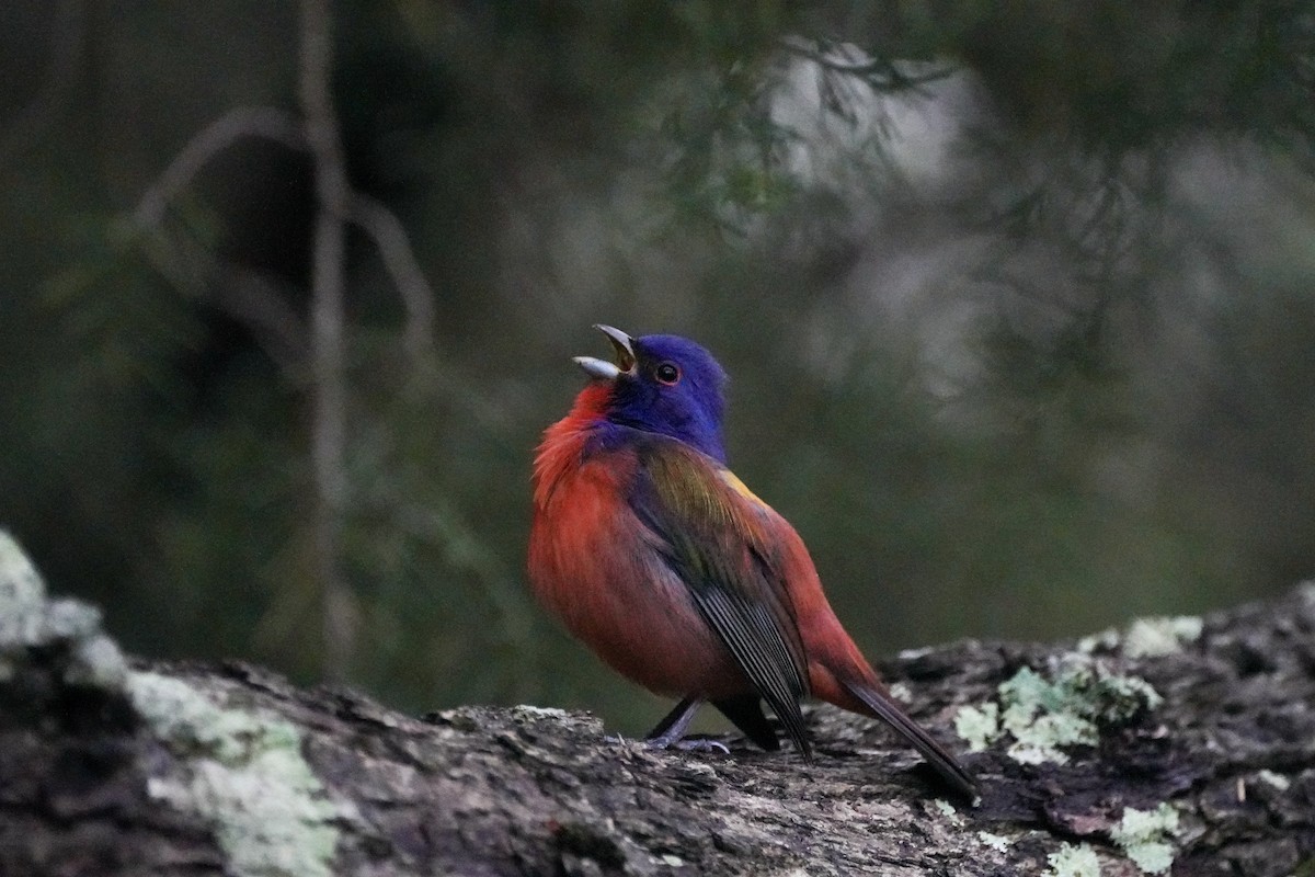 Painted Bunting - ML618676132