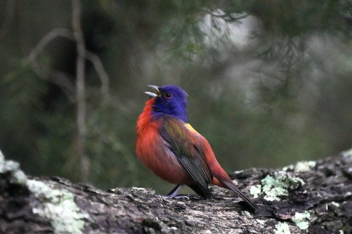 Painted Bunting - ML618676134